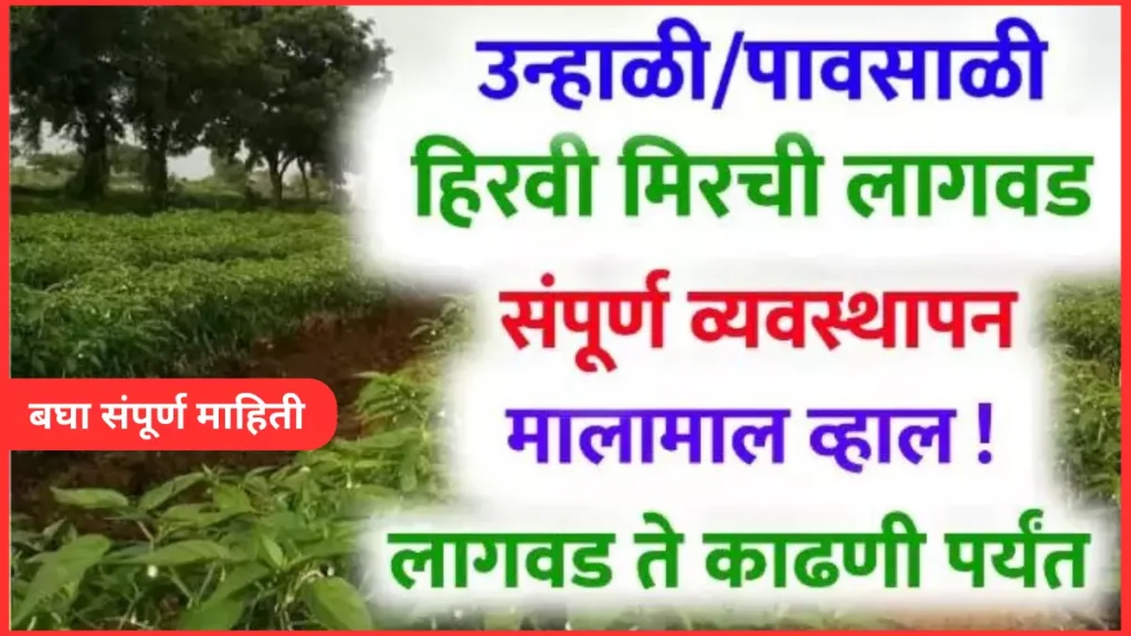 Mirchi Lagwad mahiti