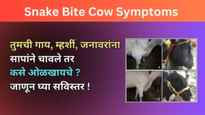 Snake Bite Cow Symptoms