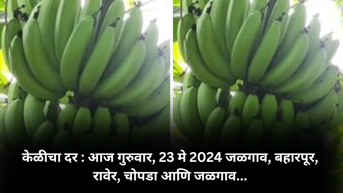 केळीचा दर : आज गुरुवार, 23 मे 2024 जळगाव, बहारपूर, रावेर, चोपडा आणि जळगाव…