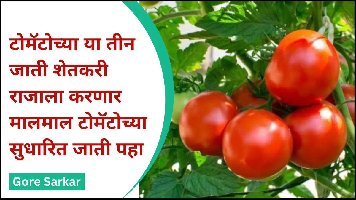 टोमॅटोच्या या तीन जातीं शेतकरी राजाला करणार मालमाल टोमॅटोच्या सुधारित जाती पहा