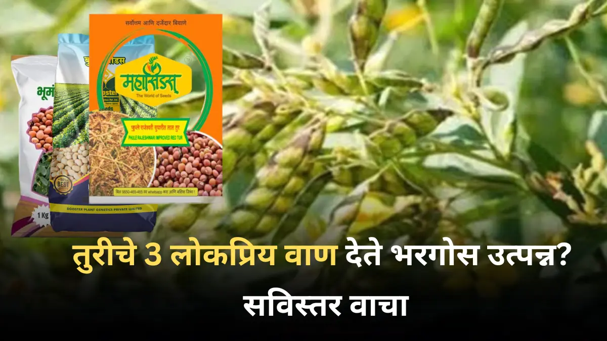 तुरीचे 3 लोकप्रिय वाण देते भरगोस उत्पन्न? सविस्तर वाचा