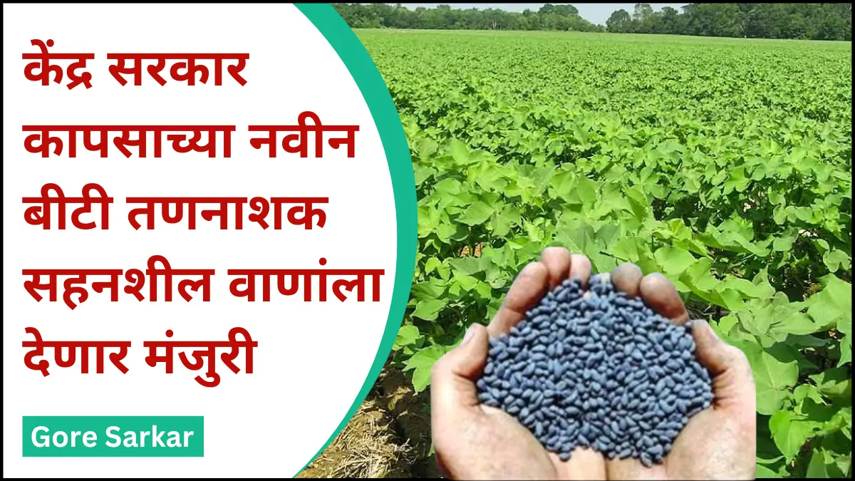 Cotton seed : केंद्र सरकार कापसाच्या नवीन बीटी तणनाशक सहनशील वाणांला देणार मंजुरी.