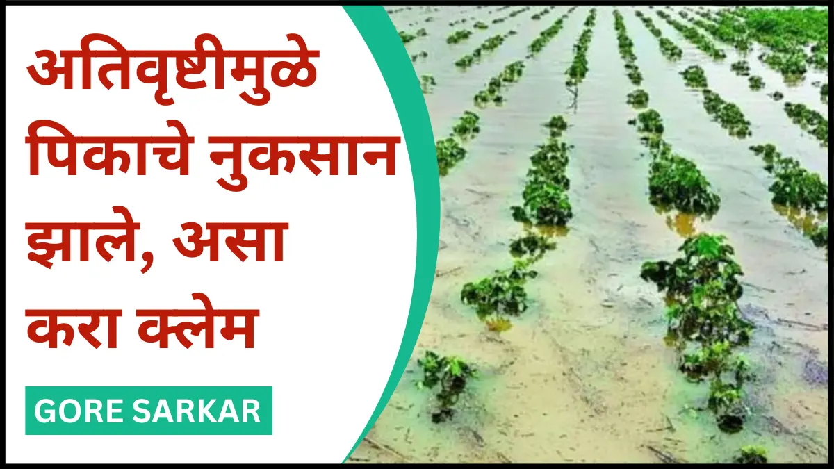 अतिवृष्टीमुळे पिकाचे नुकसान झाले, असा करा क्लेम