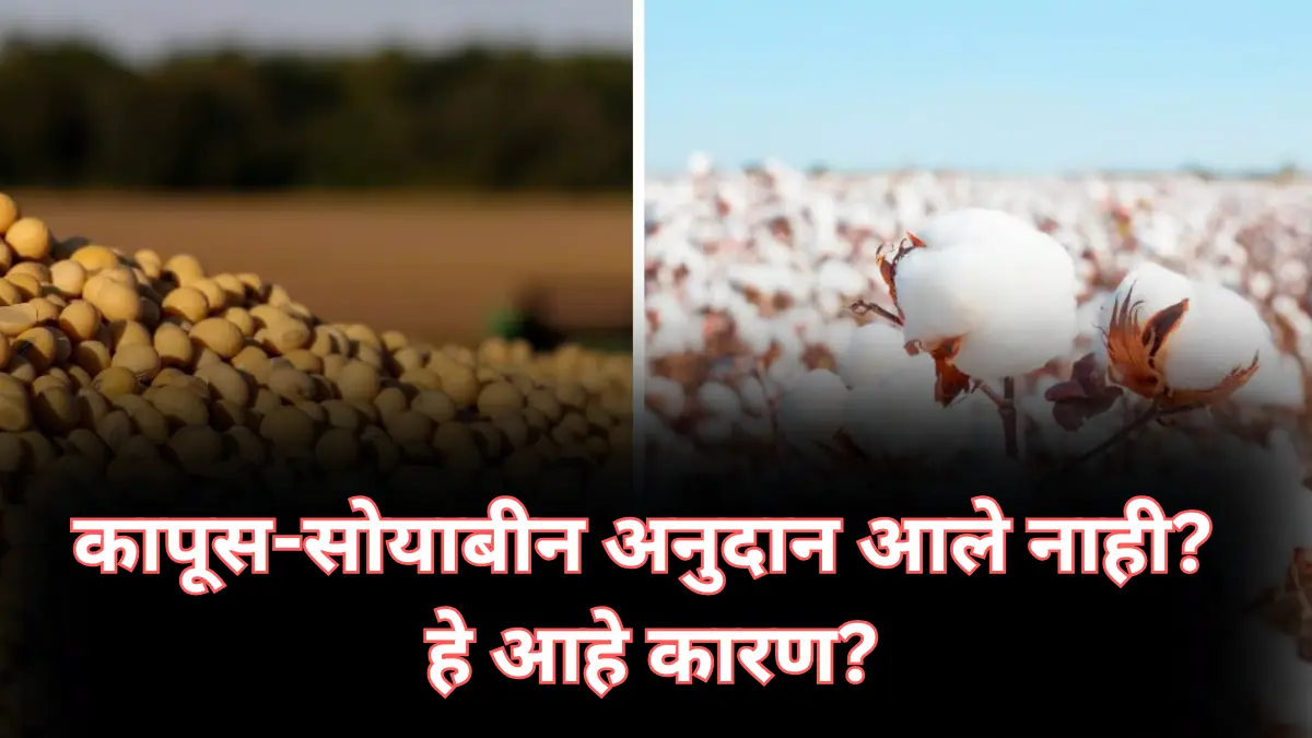 Kapus Soyabin Anudan : कापूस-सोयाबीन अनुदान आले नाही? हे आहे कारण?