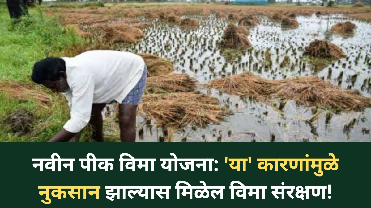 नवीन पीक विमा योजना: ‘या’ कारणांमुळे नुकसान झाल्यास मिळेल विमा संरक्षण!