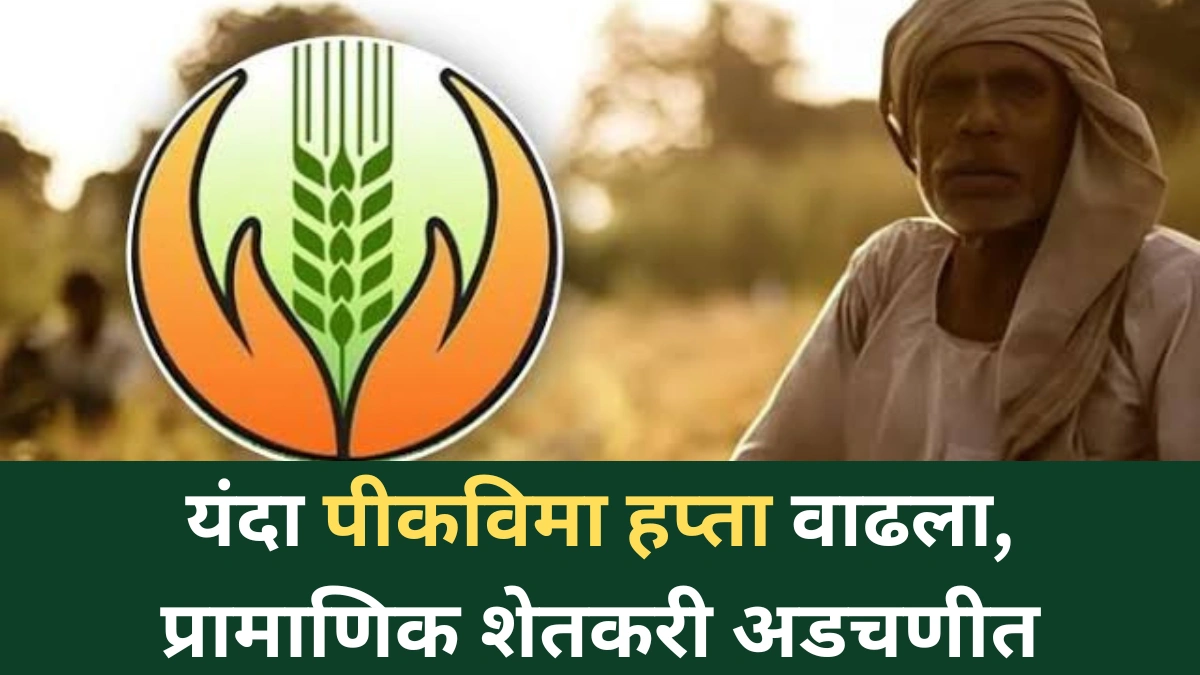 यंदा पीकविमा हप्ता वाढला: प्रामाणिक शेतकरी अडचणीत