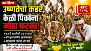 ‘केळीचे सुकले बाग… असुनिया पाणी’; वर्ध्यातील भीषण उष्णतेने केळी उत्पादक शेतकरी संकटात, हजारो एकर बागा करपल्या