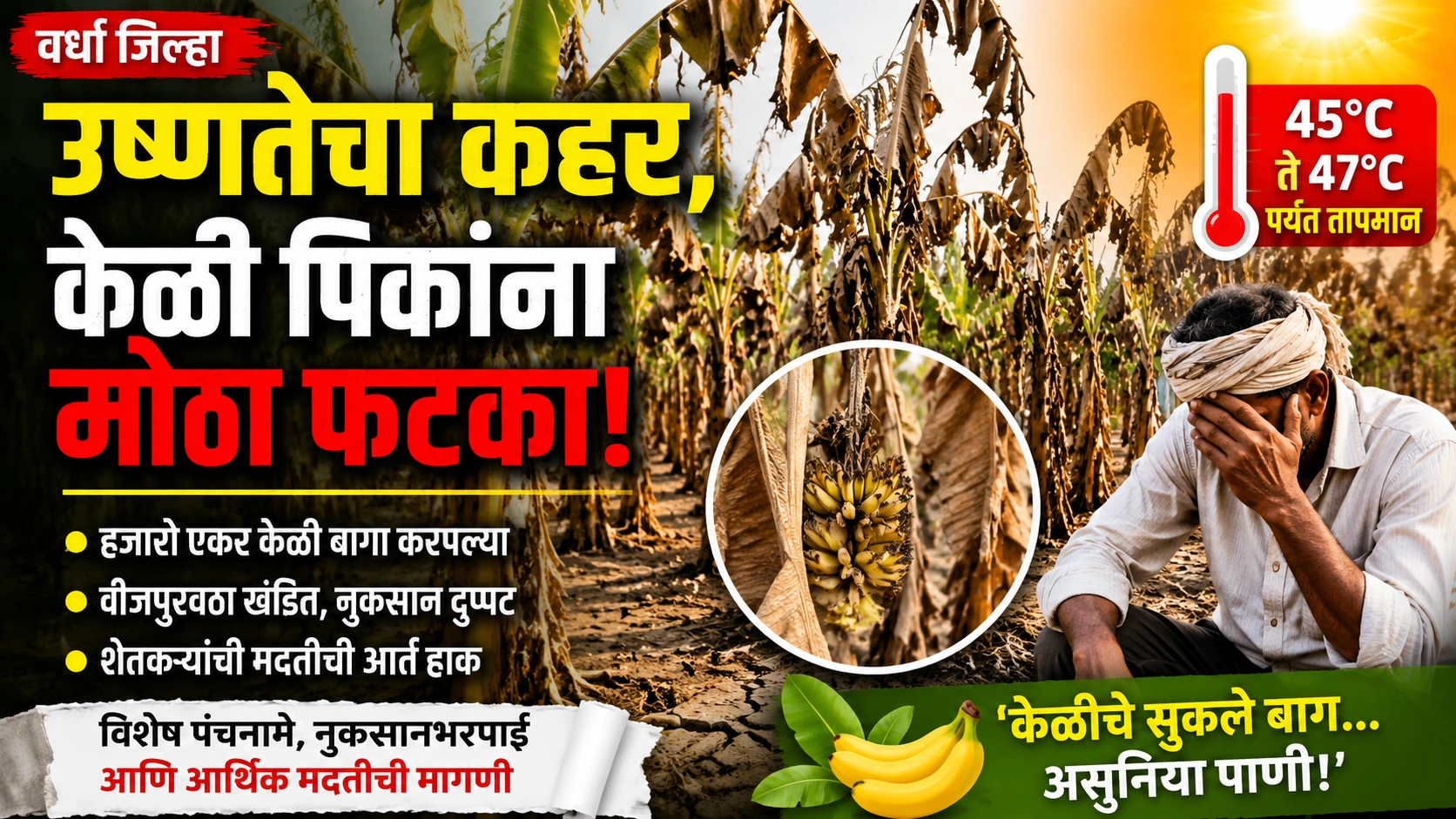 ‘केळीचे सुकले बाग… असुनिया पाणी’; वर्ध्यातील भीषण उष्णतेने केळी उत्पादक शेतकरी संकटात, हजारो एकर बागा करपल्या ‘केळीचे सुकले बाग… असुनिया पाणी’; वर्ध्यातील भीषण उष्णतेने केळी उत्पादक शेतकरी संकटात, हजारो एकर बागा करपल्या